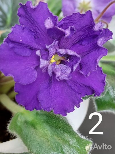 Фиалки сенполии