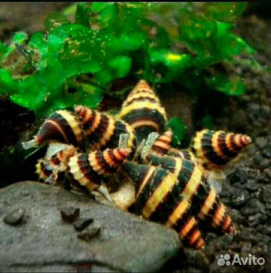 Улитка хелена