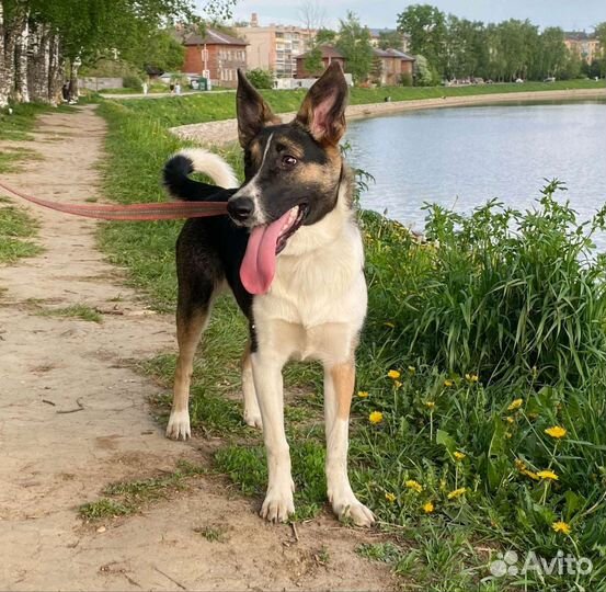 Ищет передержку или дом Сара