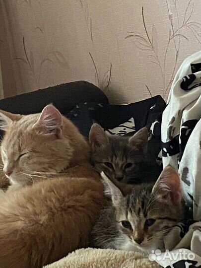 Котята в добрые руки