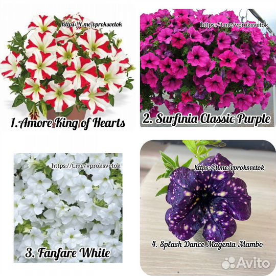 Петуния, калибрахоа, вербена вегетативная