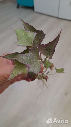 Батат декоративный