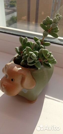 Суккуленты в ассортименте