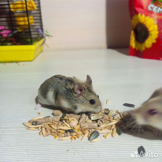 Джунгарский хомяк