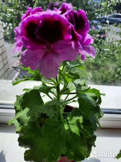 Пеларгония герань