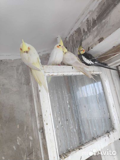 Попугай корелла