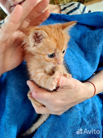 Котенок в добрые руки