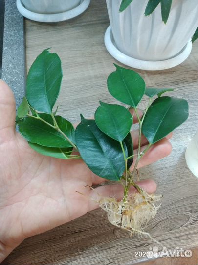 Фикус Бенжамина