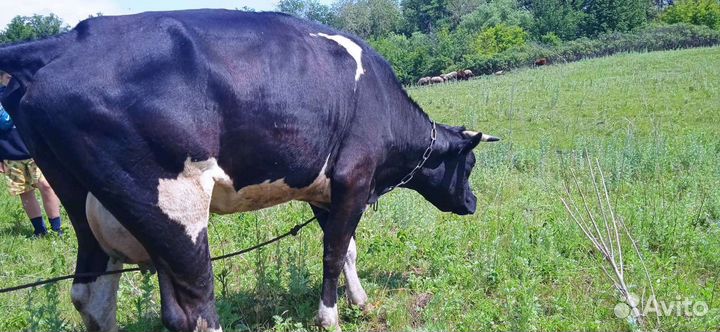 Коровы нетели