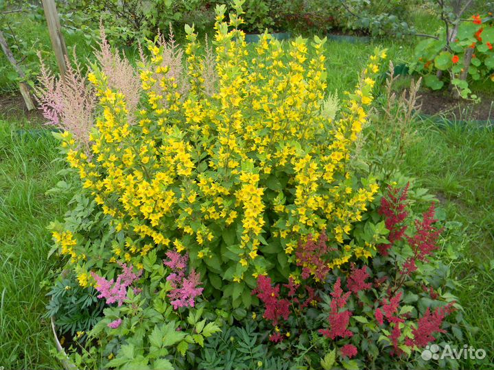 Вербейник, астильба бордовая