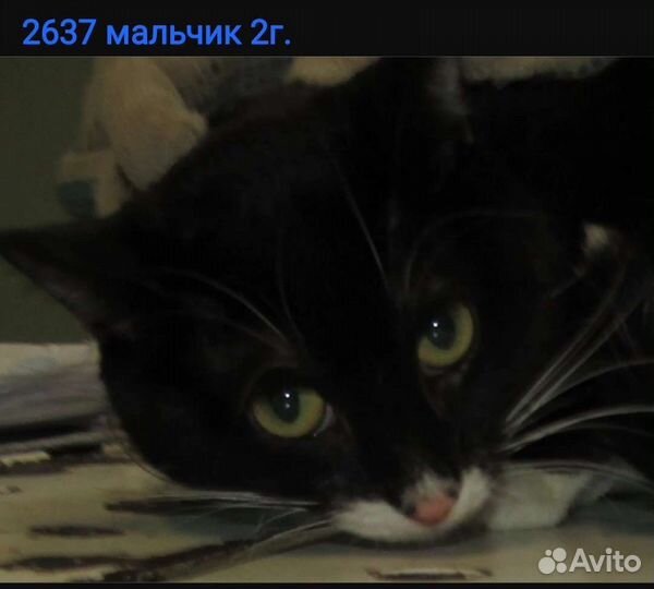 Пушистые усатики- полосатики