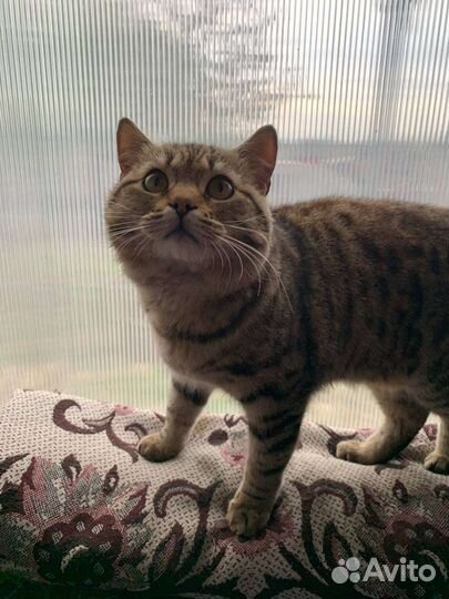 Кот бесплатно