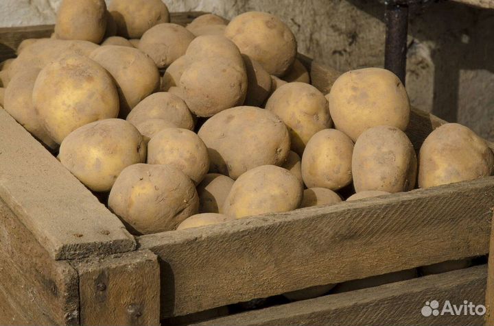 Разнорабочий на фасовку картофеля склад(день/ночь)