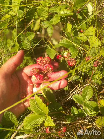 Лесная ягода