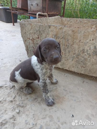 Щенки курцхаара