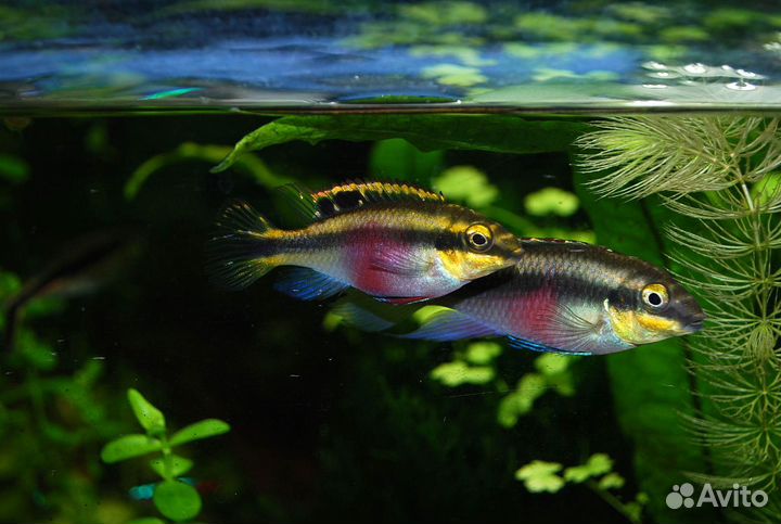 Аквариумные рыбки