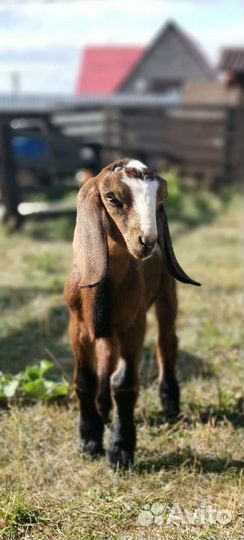 Обезроживание козлят