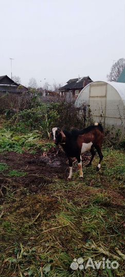 Нубийский козел вязка