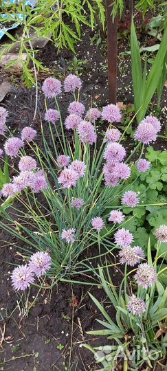 Самшит, эстрагон, мелисса, полынь