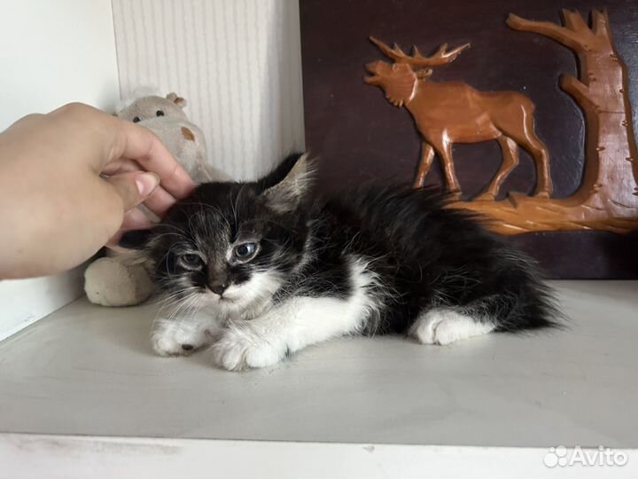 Котята красивые в дар