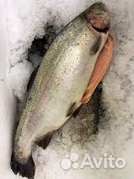 Форель свежая охлажденная