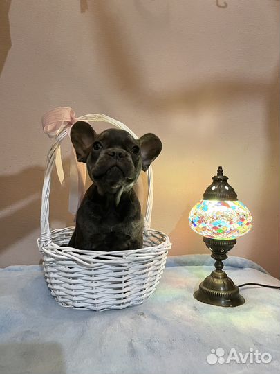 Французский бульдог голубой