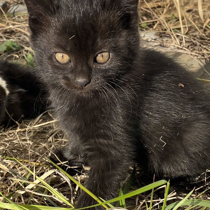 Котята в добрые руки даром