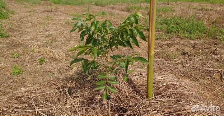 Растения для сада