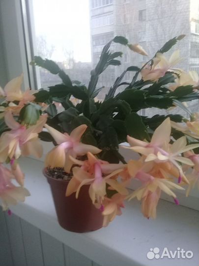 Зигокактус Шлюбмергера(декабрист)