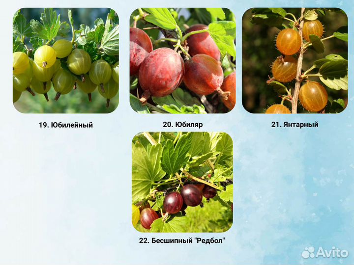 Саженцы крыжовника, Крыжовник