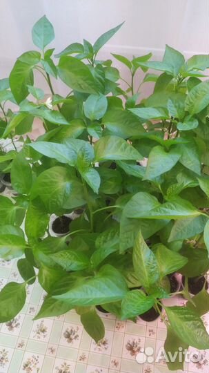 Рассада перца сладкого