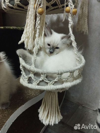 Котенок Невской маскарадной