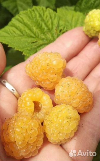 Ремонтантная крупная жёлтая малина (саженцы)