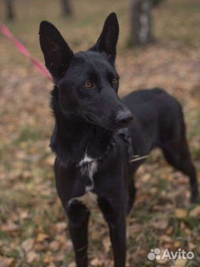 Собачка Долли замерзает в приюте