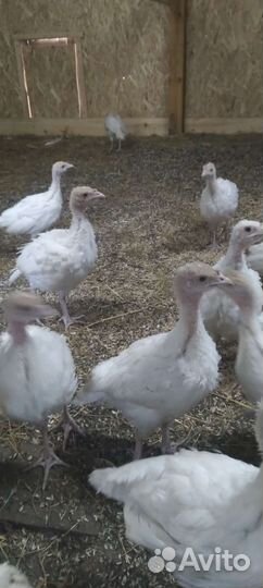 Индюки белая широкогрудая
