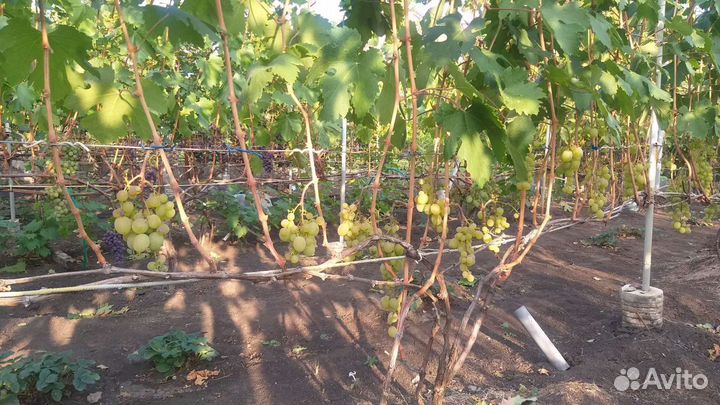 Куст винограда