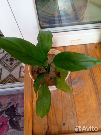 Спатифиллум