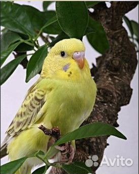 Продам волнистых попугаев,самки