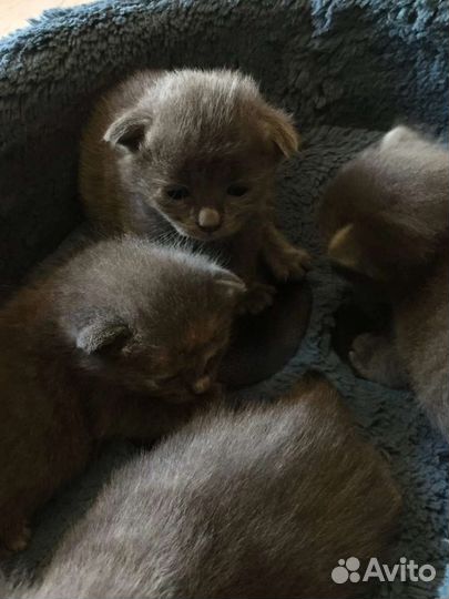 Котята в добрые руки бесплатно