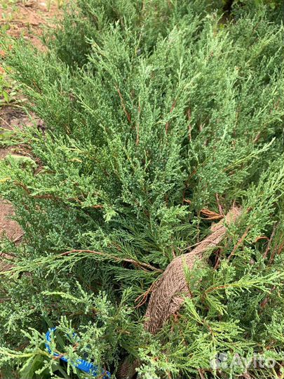 Можжевельник казацкий экстра