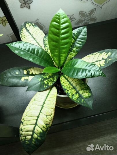 Кротон, филодендроны