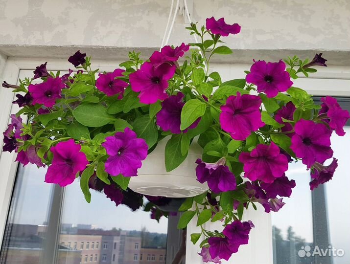 Рассада петуний. Очень ароматная