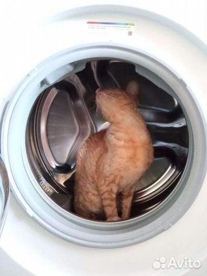Корни-рэкс