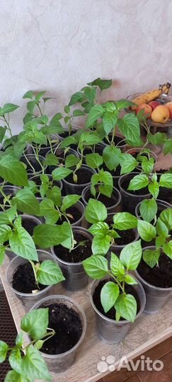 Продам томаты(помидоры)