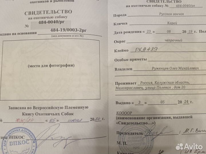 Щенки русской гончей