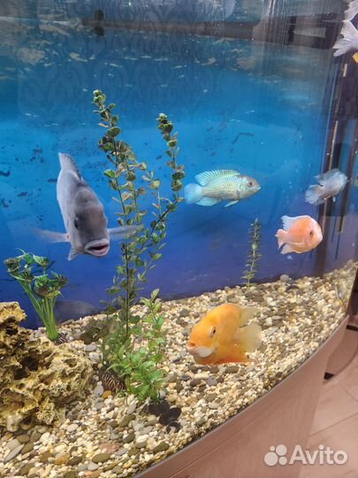 Аквариумные рыбки