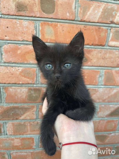 Котята 1,5месяца