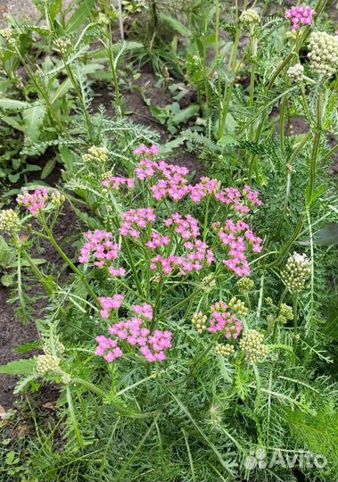 Тысячалистник садовый