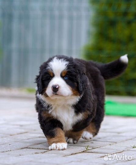 Бернский зенненхунд