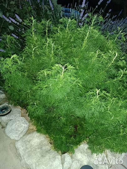 Полынь божье дерево(лимонная полынь)